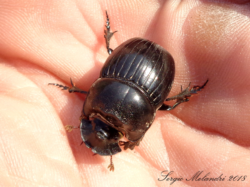 Scarabeidae: Copris lunaris